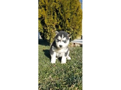 Masmavi gözlü safkan husky yavruları