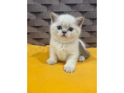 Safkan blue point scottish kediler