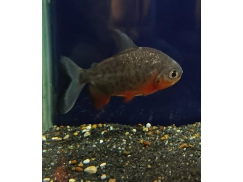 Pacu akvaryum balığı