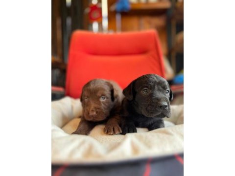 Mükemmel kalitede labrador bebeklerimiz için acele edin