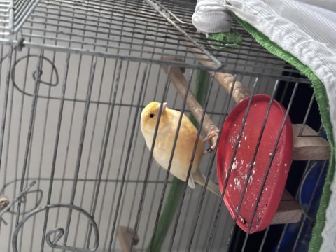 Erkek sarı kanarya uyguna
