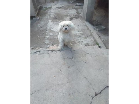 Terrier cinsi dişi köpeğimiz