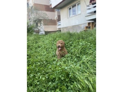 Minyatür poodle erkek