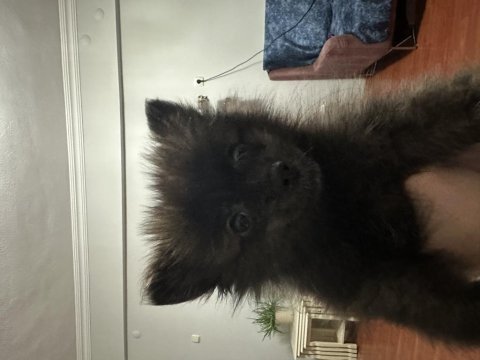 3 mayıs doğumlu siyah pomeranian boo