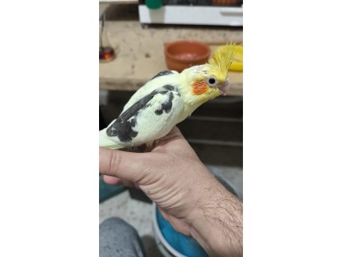 Sultan papağanı yavruları 2 aylik çiftler
