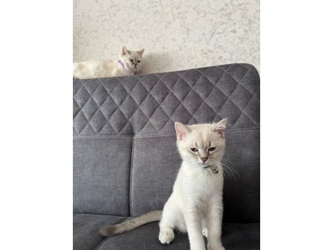 Dişi ve erkek iki british shorthair yavru sahibini bekliyor
