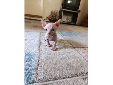Sphynx (sfenks) yavru erkek