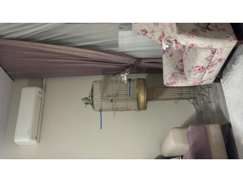 Evcil ele gelen iskender papağanı