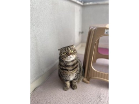 Scottish fold dişi kedimiz