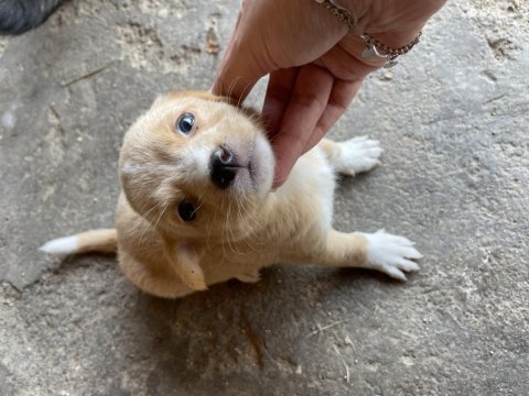 Minik yavru köpeğim