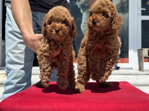 Yasal ruhsatlı çiftlikde ziyarete açık toy poodle