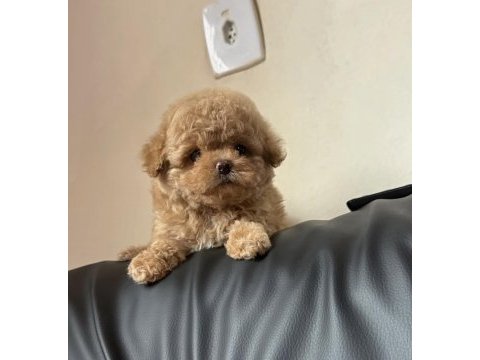 Mıcro boy ayı surat toy poodle erkek yavru
