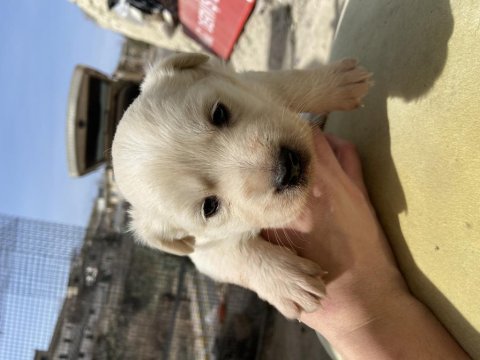 2 numara terrierler çok uygun fiyat
