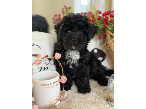 Siyah aşkına mükemmel erkek köpeğimiz