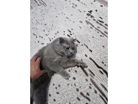 Yakışıklı erkek kedimiz