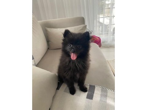 6 aylık ayı yüzlü siyah renkli pomeranian gece erkek