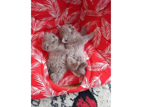 Erkek british shorthair kedilerimiz sağlıklı kaliteli