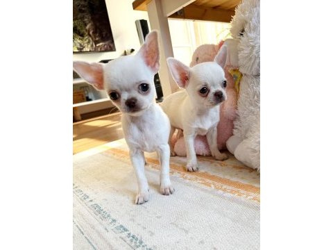 Safkan beyaz erkek chihuahua köpekler