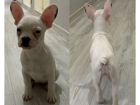 3 aylık safkan french bulldog bebekler