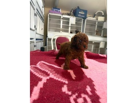 Kore toy poodle yavrularımız 