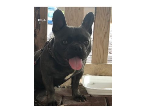 Blue renk french bulldog