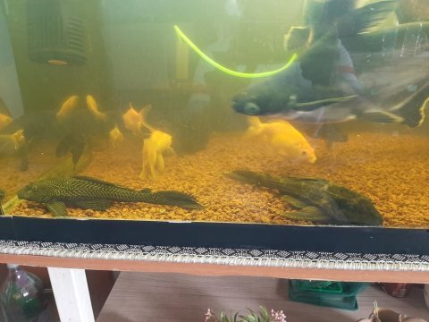 6 tane 25 cm ve 30 cm arası köpek balığı 3 vatoz