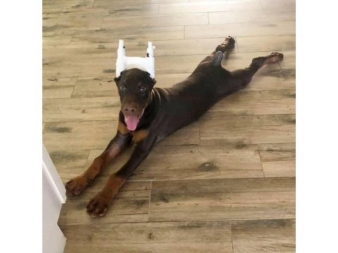 Asosyalseniz dobermana ihtiyacınız var