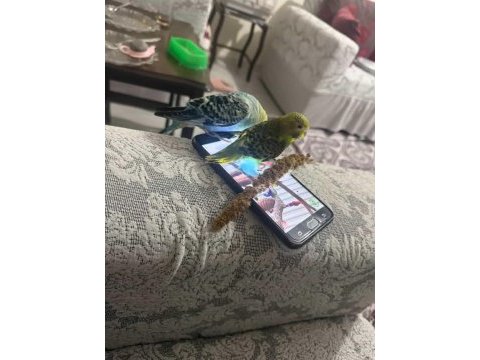 Çift muhabbet kuşumuz