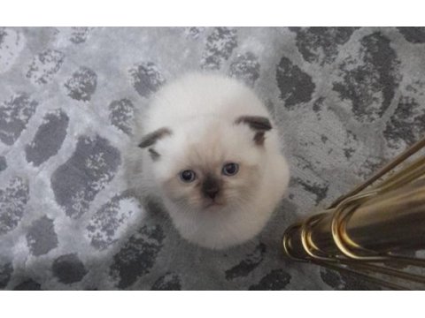 1 buçuk aylık orjinal scottish fold bebekler
