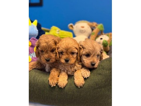 Baby face red maltipoo yavrularımız