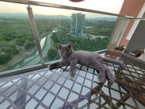 Kül rengi british shorthair sahibini arıyor