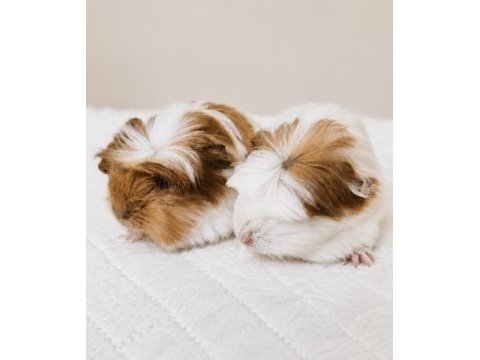 Safkan coronet ginepig yavrular