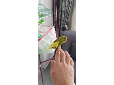 Yavru ele alışkın erkek muhabbet kuşu