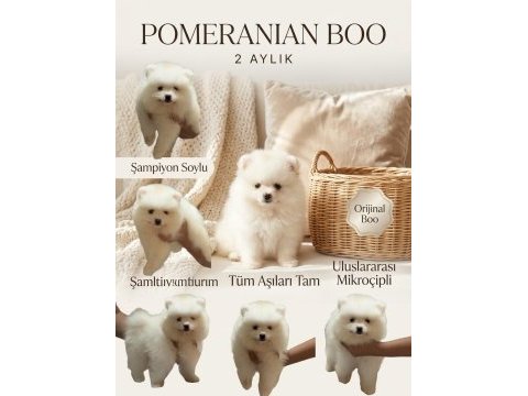 Orijinal pomeranian boo teddy bear teacup