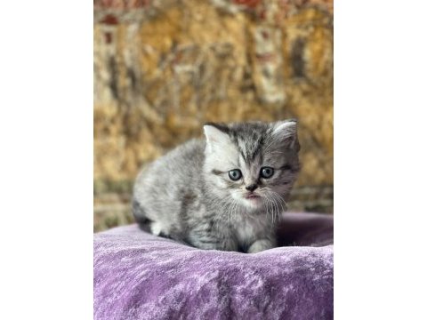 Full orjinal silver shorthair