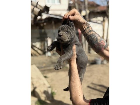 Dev anne baba dan dev cane corso yavrular