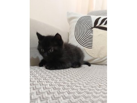 Erkek yavru bombay kedisi
