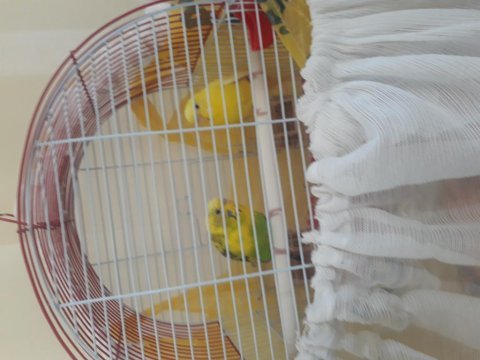 Sahibinden iki adet muhabbet kuşu