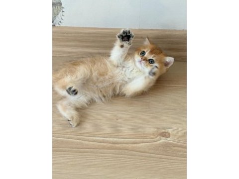 British shorthair erkek yavru teslime hazır