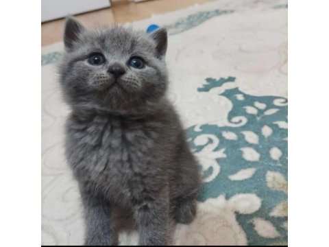 British shorthair yavru kedimiz