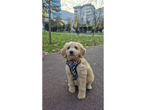 Poodle evladımız