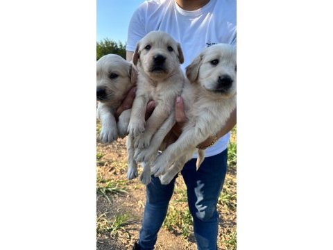 Golden retriever yavrular evinizin neşesi olacaklar