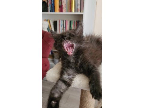 Maine coon yavru