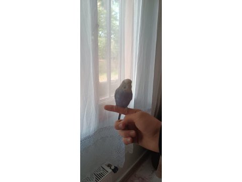 Akıllı muhabbet kuşu