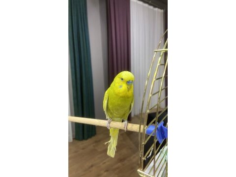 3 adet erkek damızlık muhabbet kuşu
