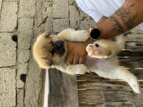 Akita bebekler