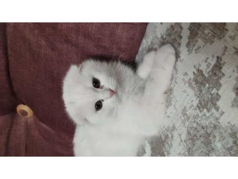 Aydın didim scottish fold beyaz kedimiz