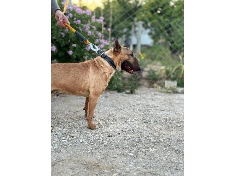 Kusursuz erkek bull terrier