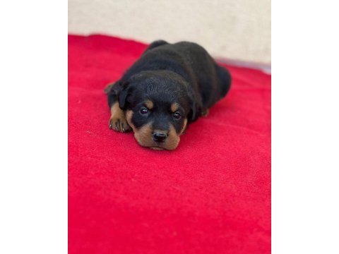 Rottweiler yavrularımız hazırdır