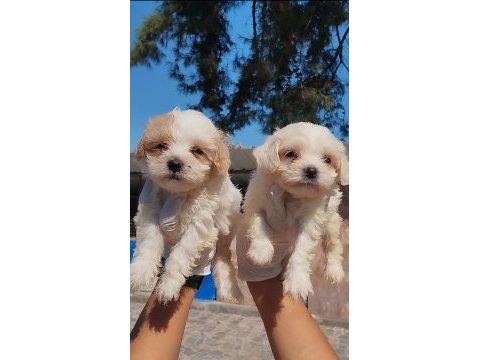Acele edin maltipoo bebekler sizi bekliyor